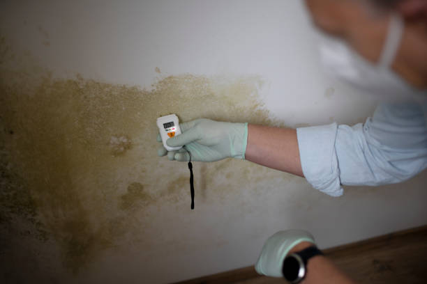 Best Commercial Mold Removal  in Archdale, NC