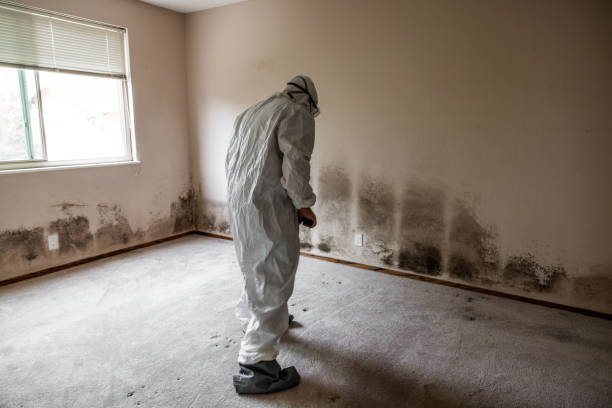 Best Attic Mold Removal  in Archdale, NC