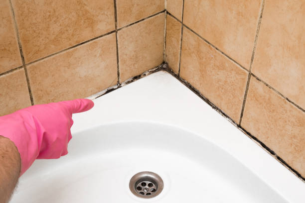 Best Toxic Mold Removal  in Archdale, NC